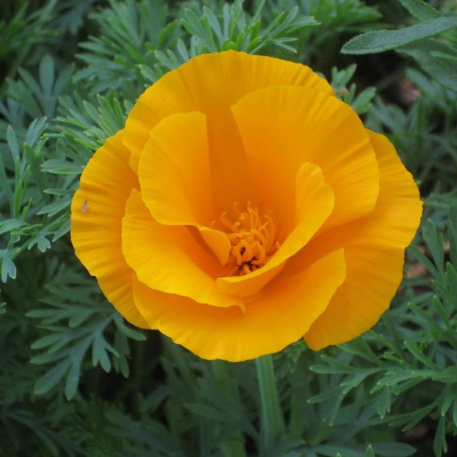 Eschscholzia californica