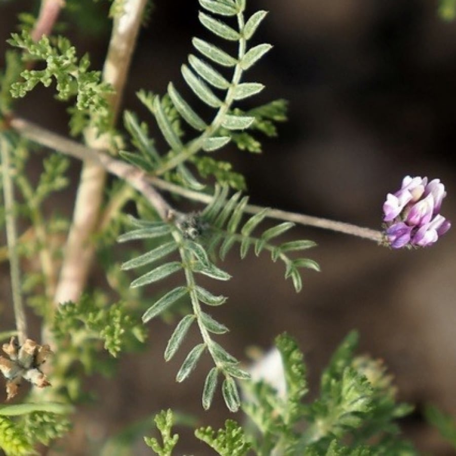 بذور القفعاء Astragalus Asterias