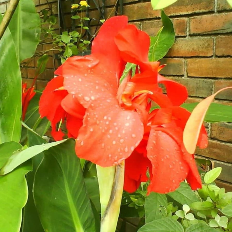 Canna Indica