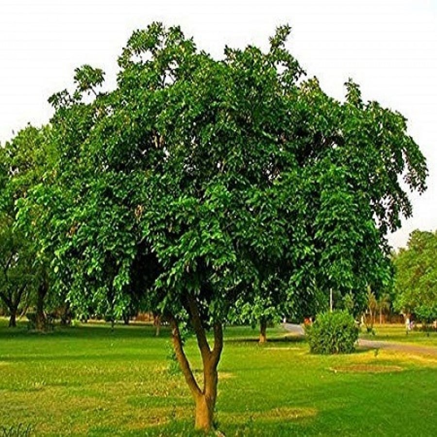 شجرة بونجاميا  شجرة الزان