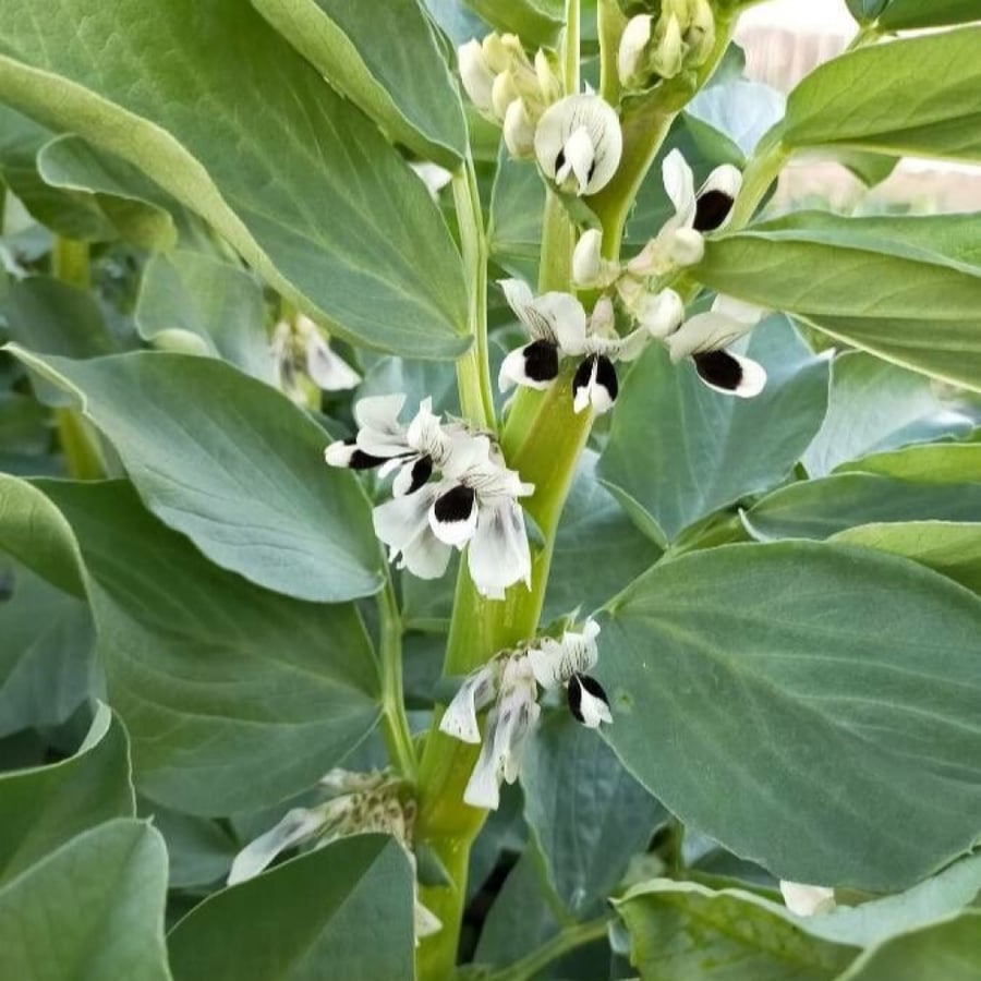 بذور الفول  Vicia faba