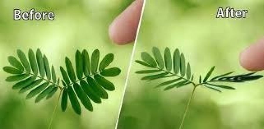A sentence 500 seeds from the shy Mimosa Bodica shrub