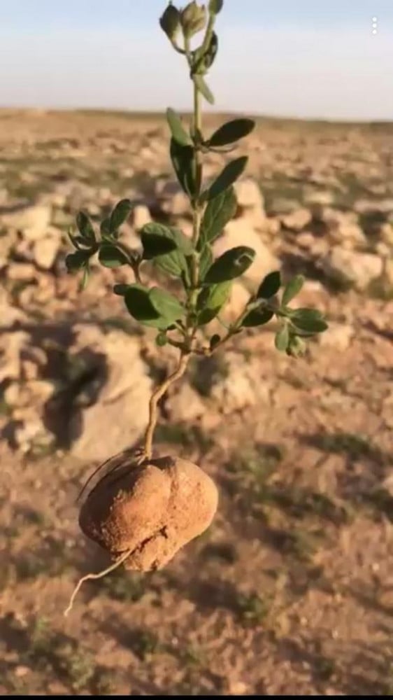 الارقة الموسمي المصاحبة للفقع تسمى الجريد او الارجة او الاجرد