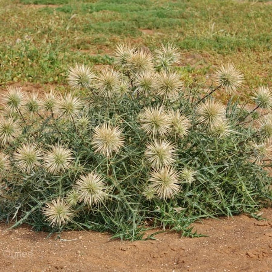 Seeds of the wild cactus herb