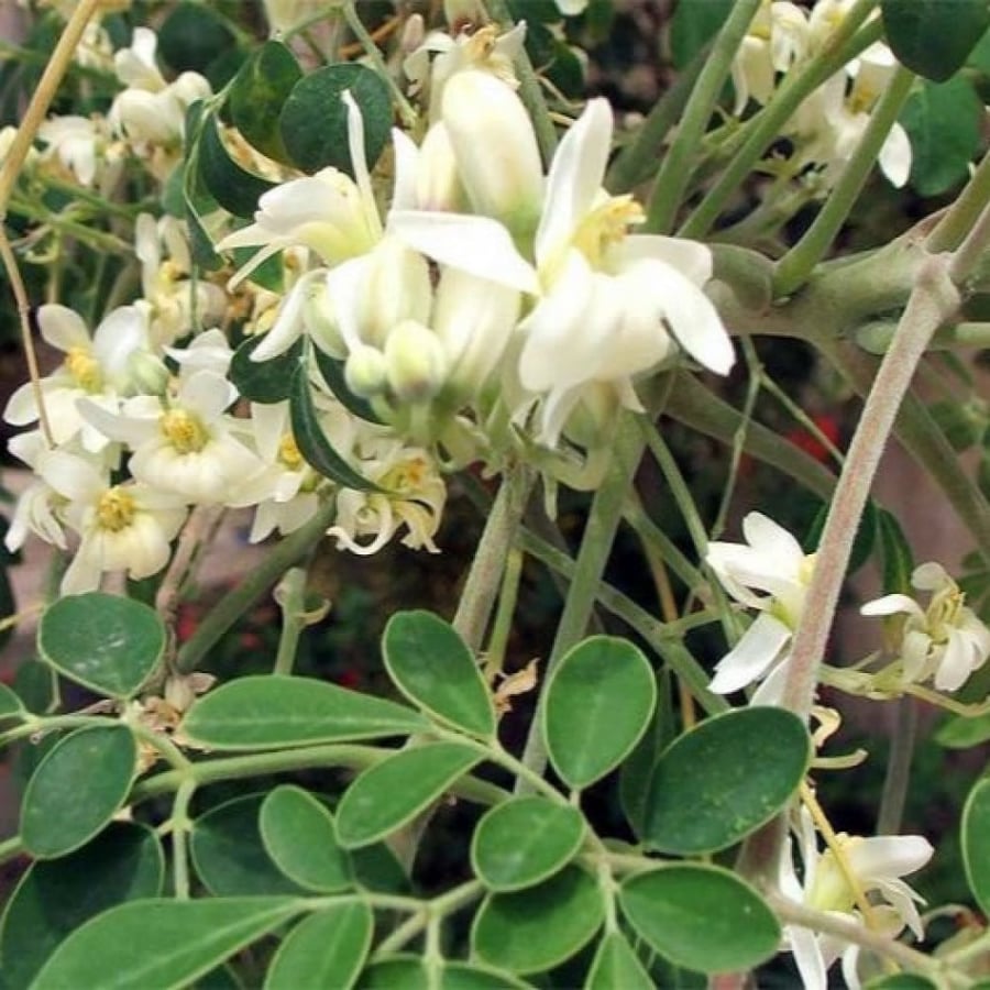 A sentence 200 seeds of Indian moringa tree. Moringa