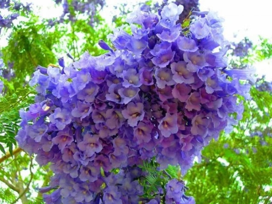 A sentence 500 seeds of Jacaranda Mimosoides tree