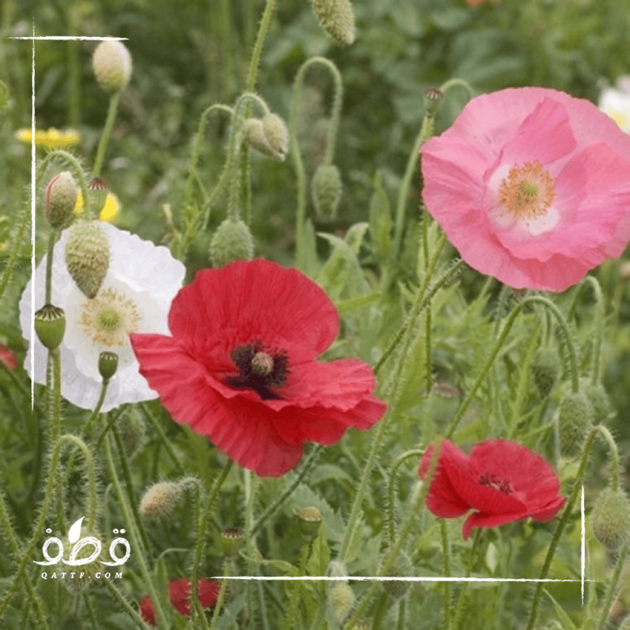 Colored Didehqan seeds, anemone flowers by weight