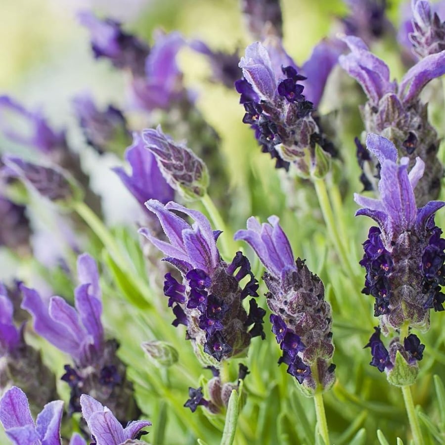 Moroccan lavender seeds, Al-Halhal Al-Maamar