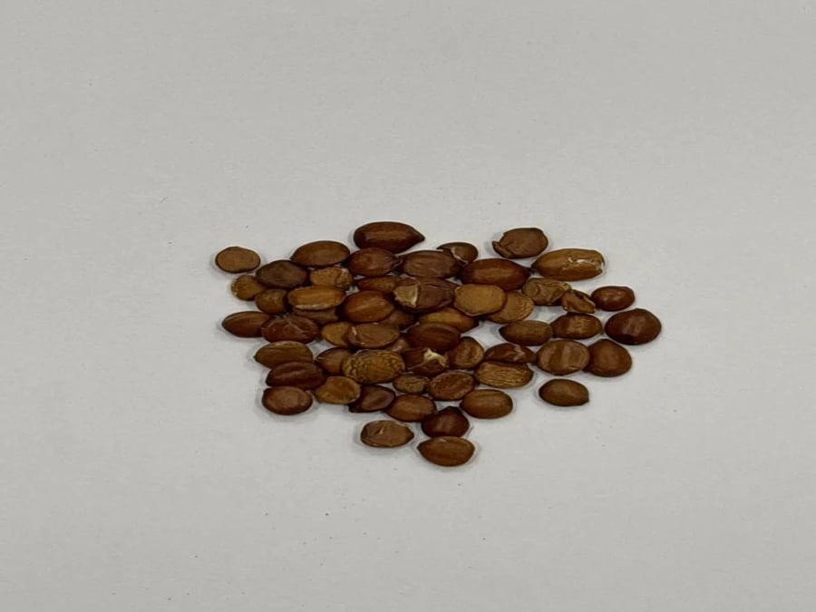 بذور السدر البري الجبلي ( النبق ) مقشر