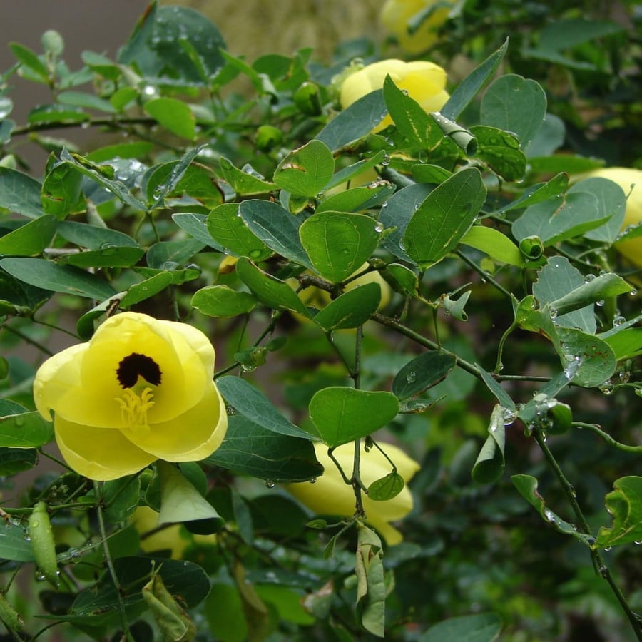بذور شجيرة بوهينيا تومينتوسا الصفراء  Bauhinia Tomentosa