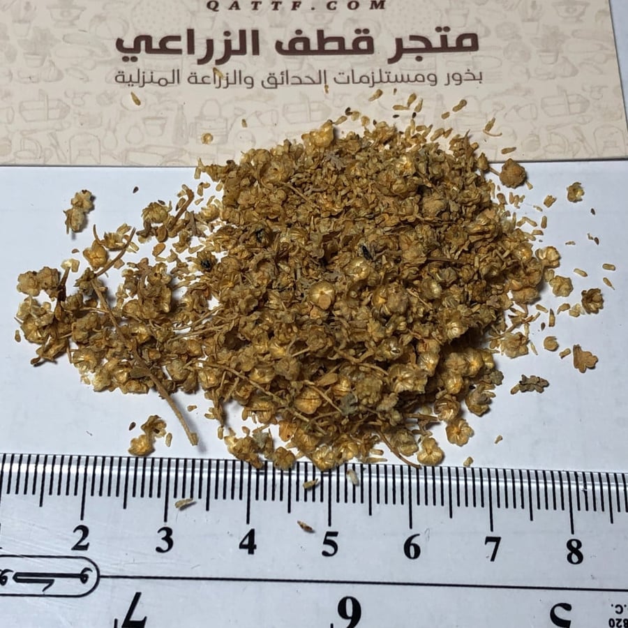 جملة 500 بذرة من عشبة البعيثران موسمي   Artemisia Judaica