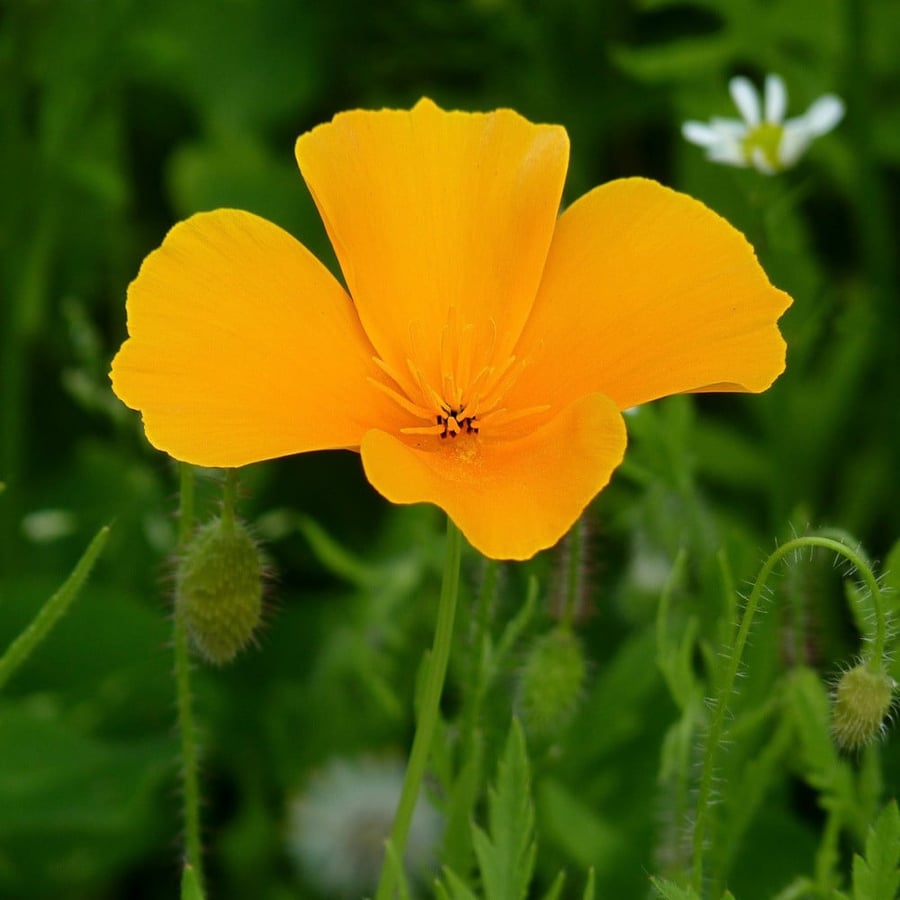 بذور خشخاش كاليفورنيا  الذهبي الاصفر - Eschscholzia californica