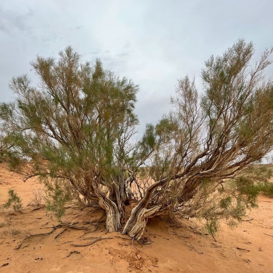بذور شجرة الغضا Haloxylon Ammodendron