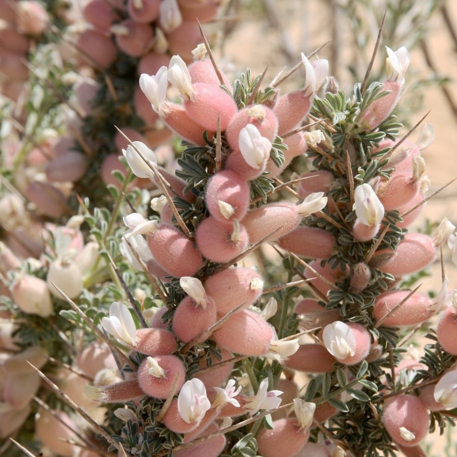 بذور القتاد الشوكي البري أو الكتاد البري Astragalus Spinosus