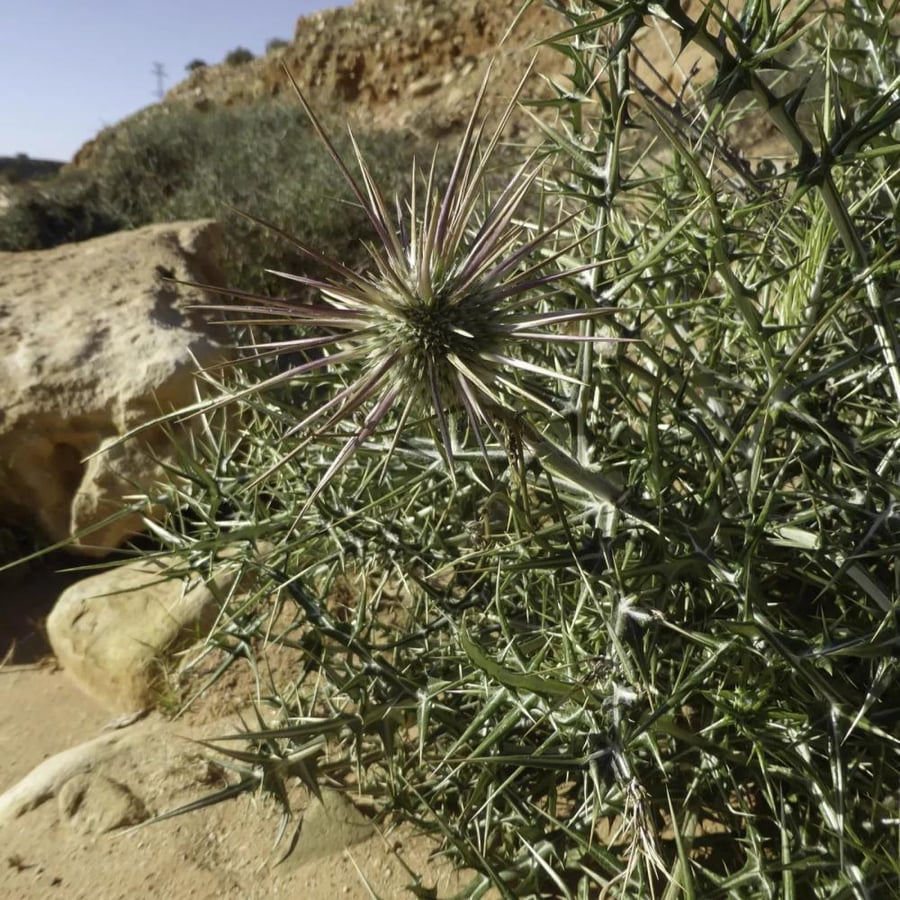 Seeds of the wild cactus herb
