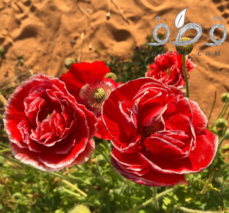 بذور الديدحان متعدد البتلات الملون  شقائق النعمان -papaver rhoeas