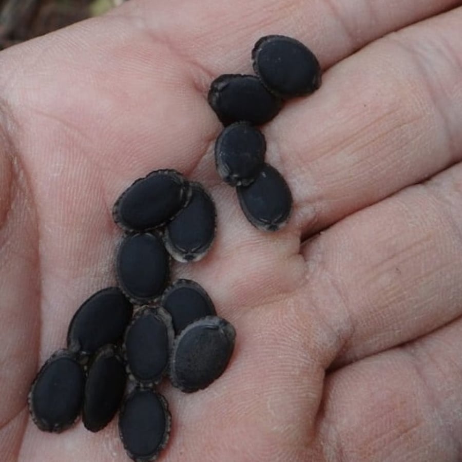 بذور اللوف Luffa