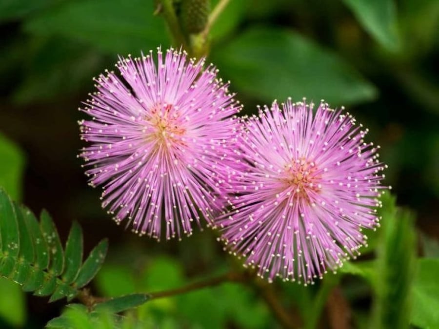 A sentence 500 seeds from the shy Mimosa Bodica shrub