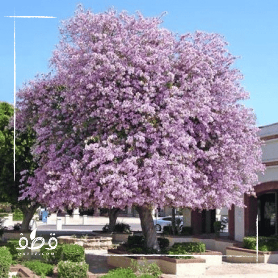 شجرة بوهينيا خف الجمل Bauhinia variegata