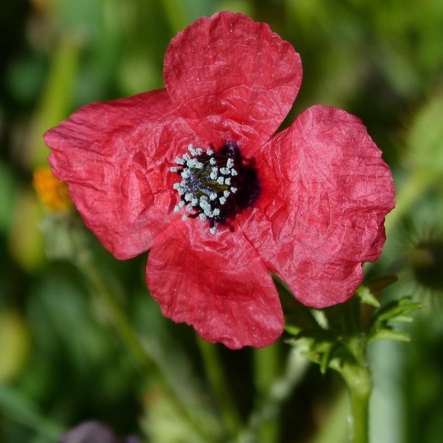 بذور الديدحان البري النادر Papaver Hybridum