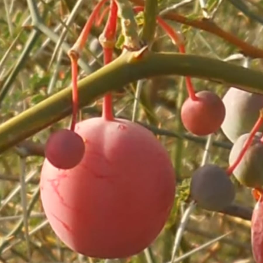 بذور شجرة تنضب النادرة  Capparis Decidua