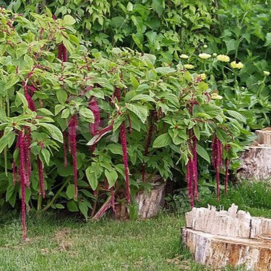 بذور زهرة امرانتس طريحة الحب - Amaranthus Caudatus