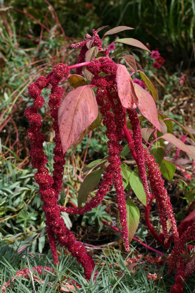 بذور زهرة امرانتس طريحة الحب - Amaranthus Caudatus