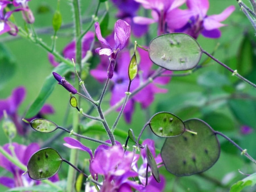 Leonaria flower seeds
