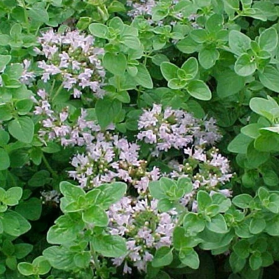 بذور نبتة البردقوش - Origanum majorana