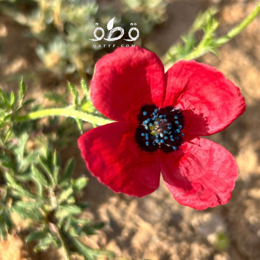 بذور الديدحان البري النادر Papaver Hybridum