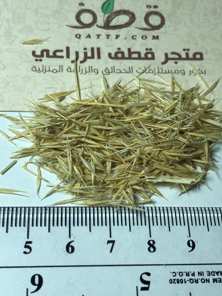 بذور النصي