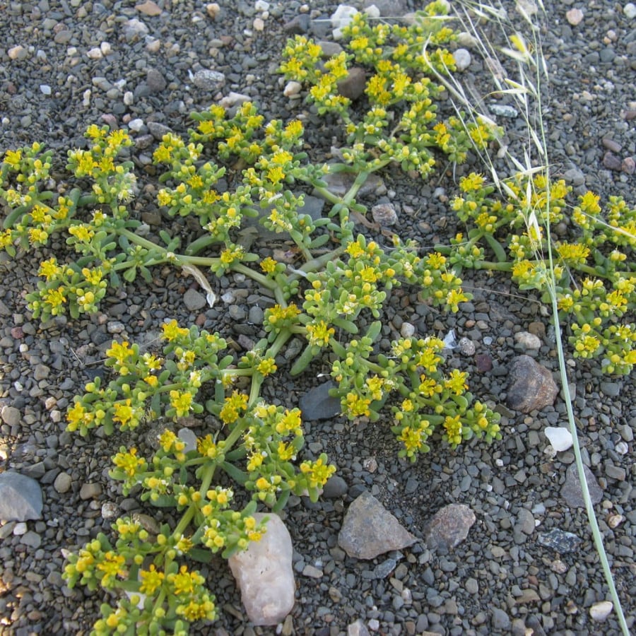 بذور القرمل - Zygophyllum Simplex