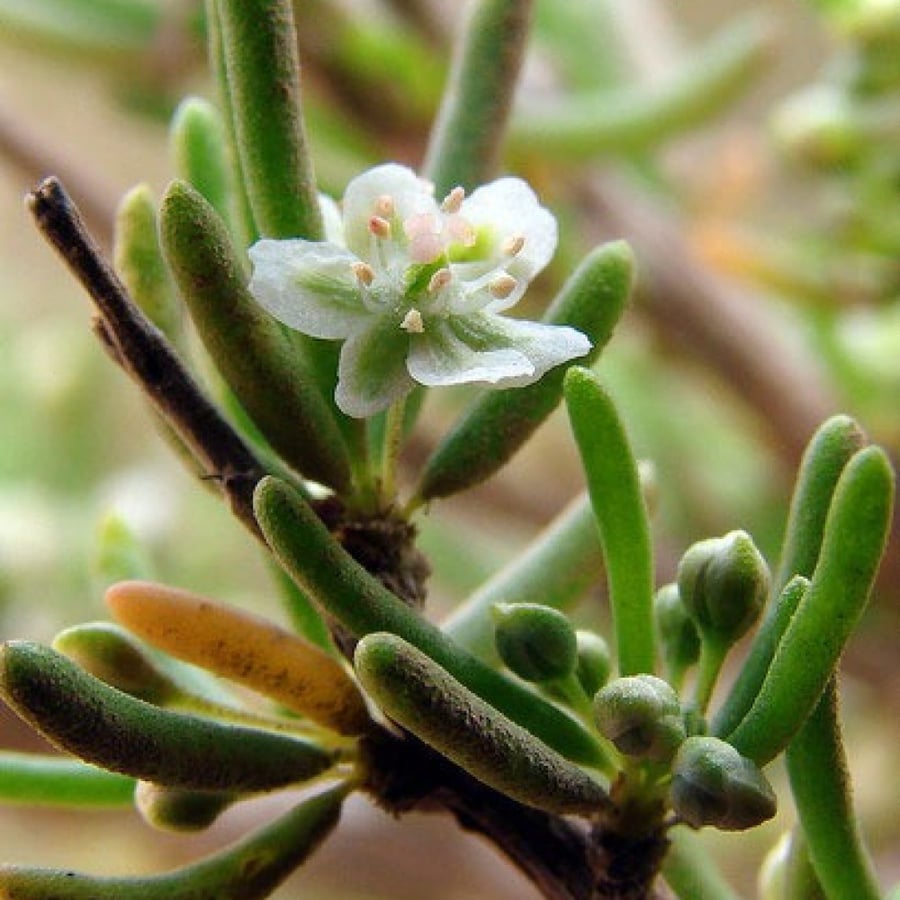 بذور نبات النفل الأحمر Trifolium Incarnatum