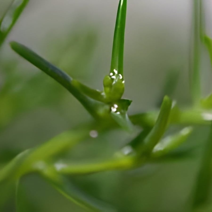 Salt herb seeds