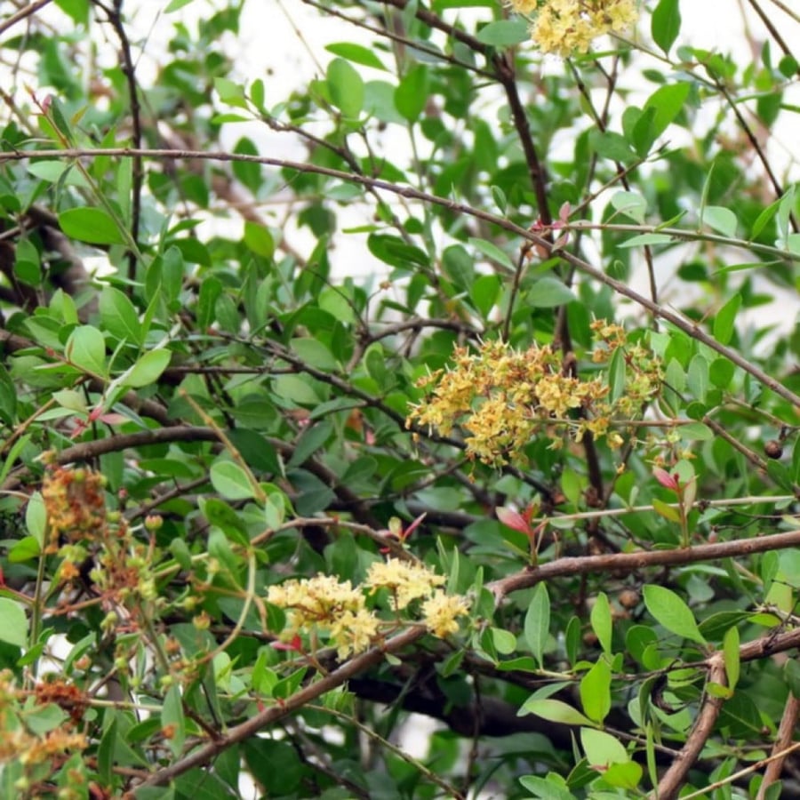 Lawsonia Inermis