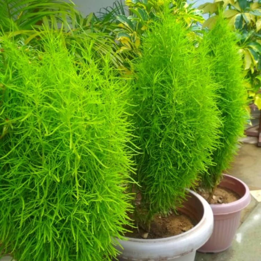 شجيره كوكيا مكنسة الجنة Kochia Scoparia