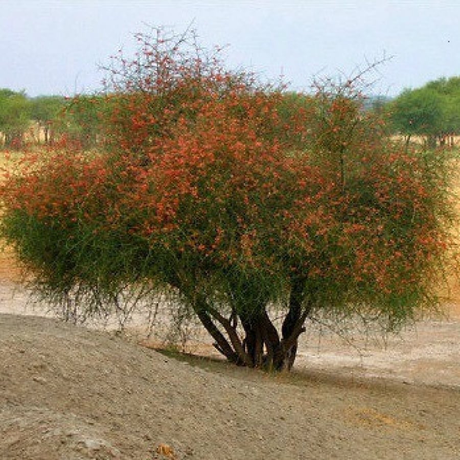 شجرة تنضب النادرة Capparis Decidua