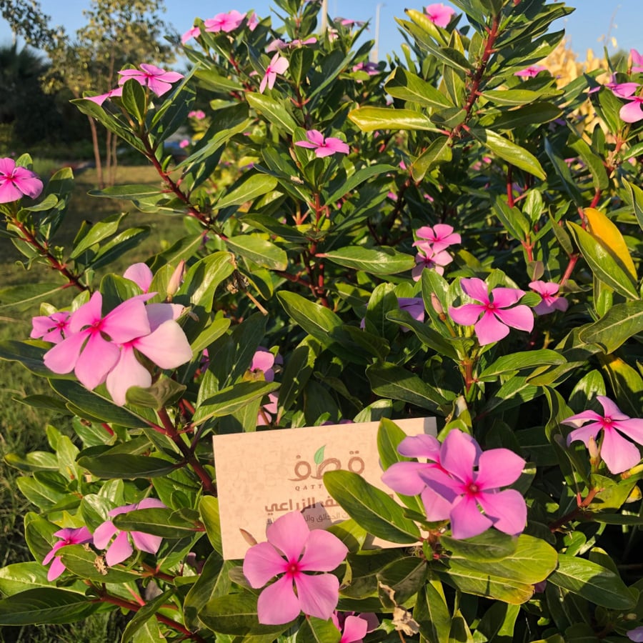 زهرة البفتة  فينكا - Catharanthus Roseus
