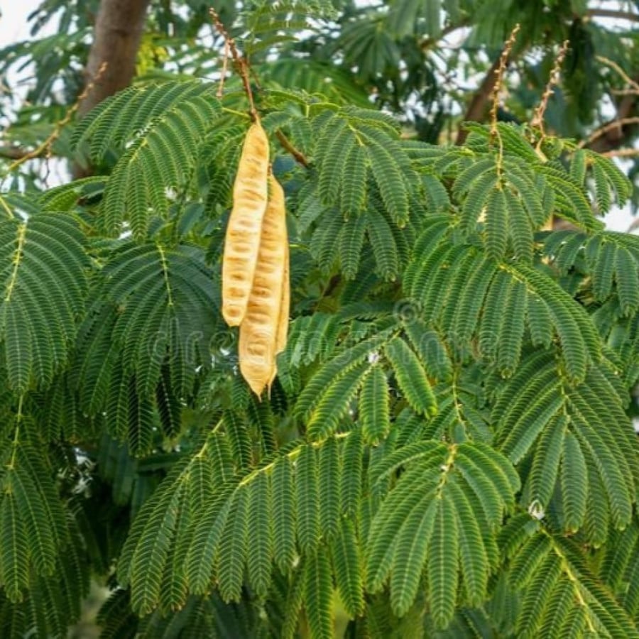 بذور أكاسيا ليوسينا أو السيسبان Leucaena leucocephala