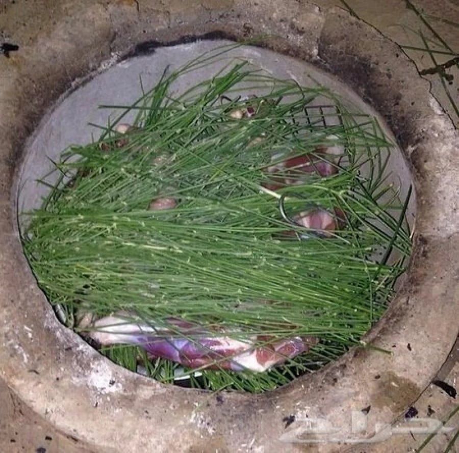 شجرة المرخ العطرية - Leptadenia pyrotechnica