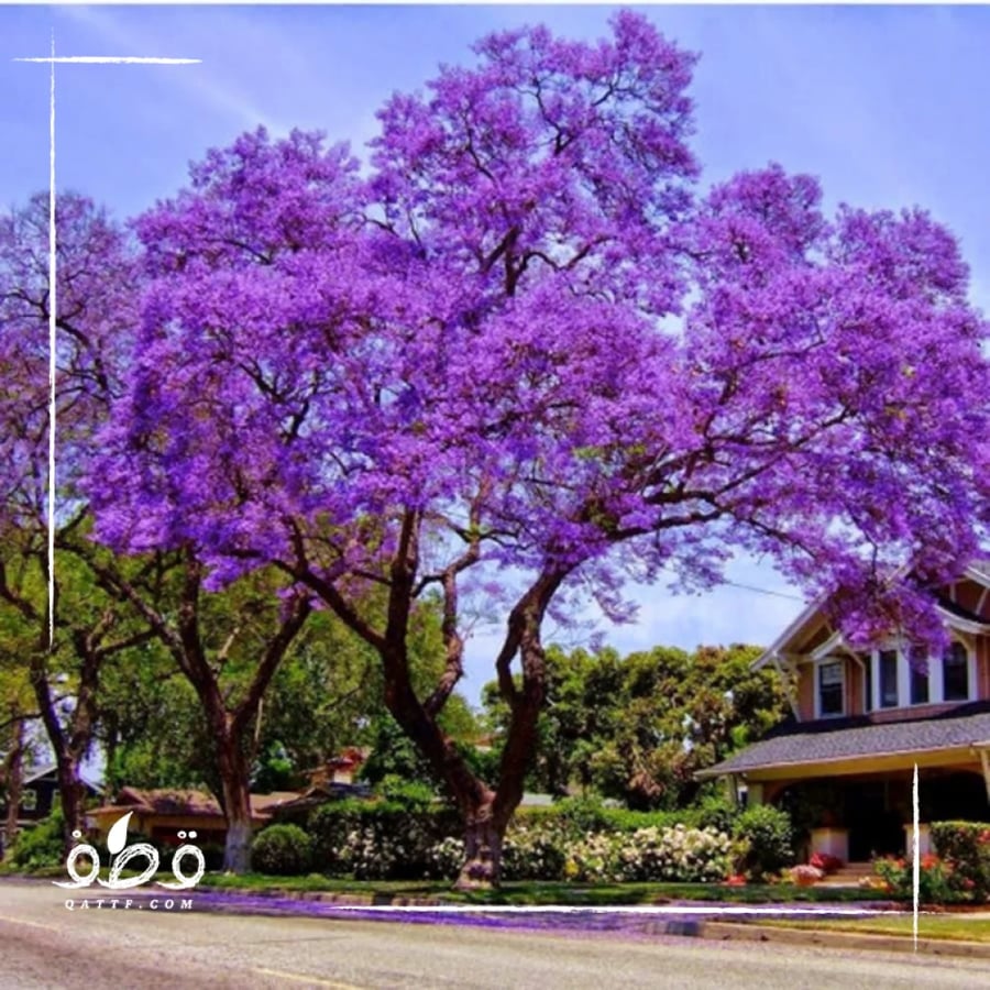 A sentence 500 seeds of Jacaranda Mimosoides tree