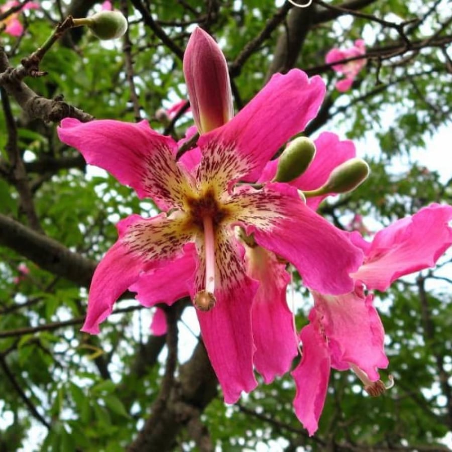 بذور شجرة كوريزيا  Chorisia speciosa