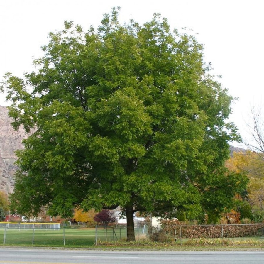 بذور شجرة جوز البيكان Carya illinoinensis
