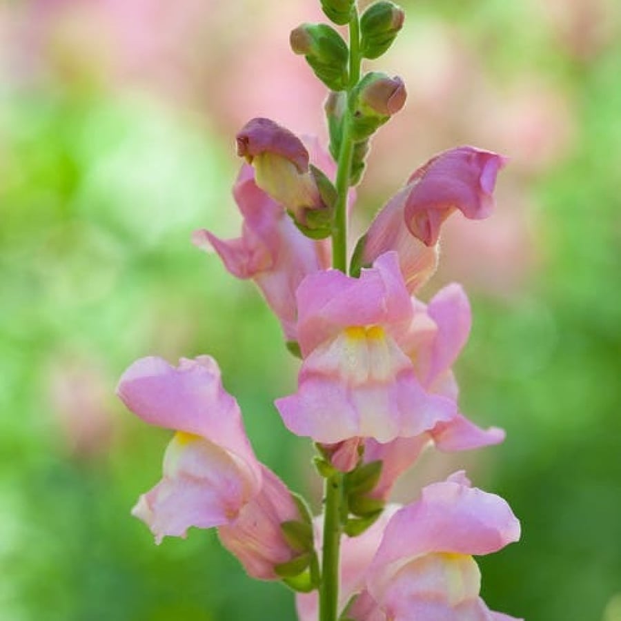 زهره فم السمكة انترهيم - Antirrhinum Majus