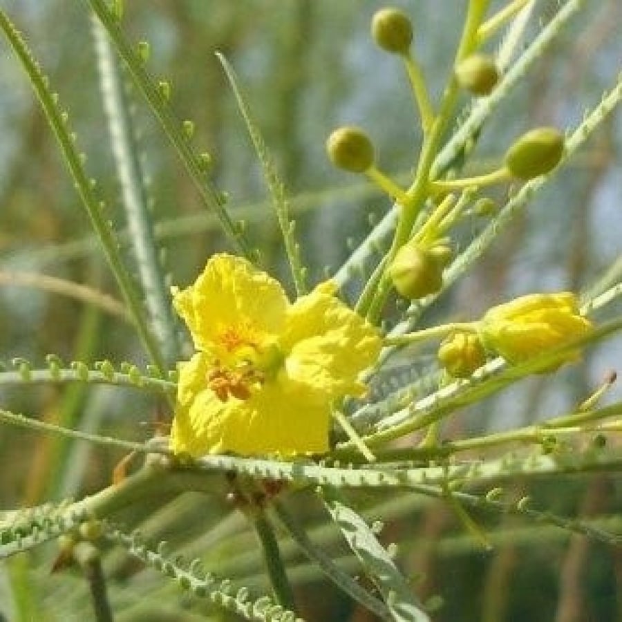 A sentence 300 seed from tree Parkinsonia thorn of the horse