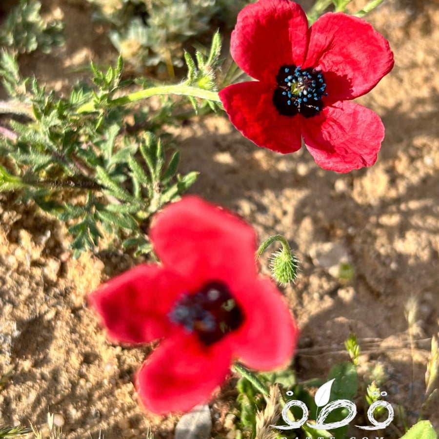 بذور الديدحان البري النادر Papaver Hybridum