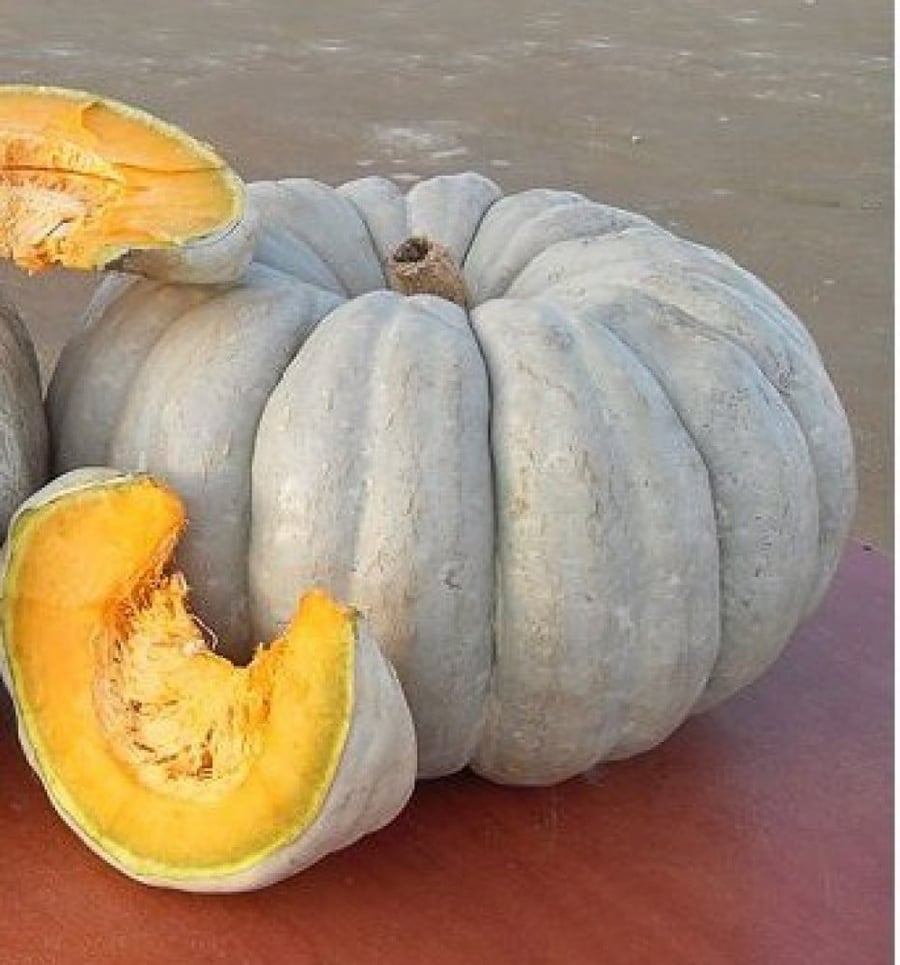 القرع او اليقطين الكبير - Cucurbita Maxima