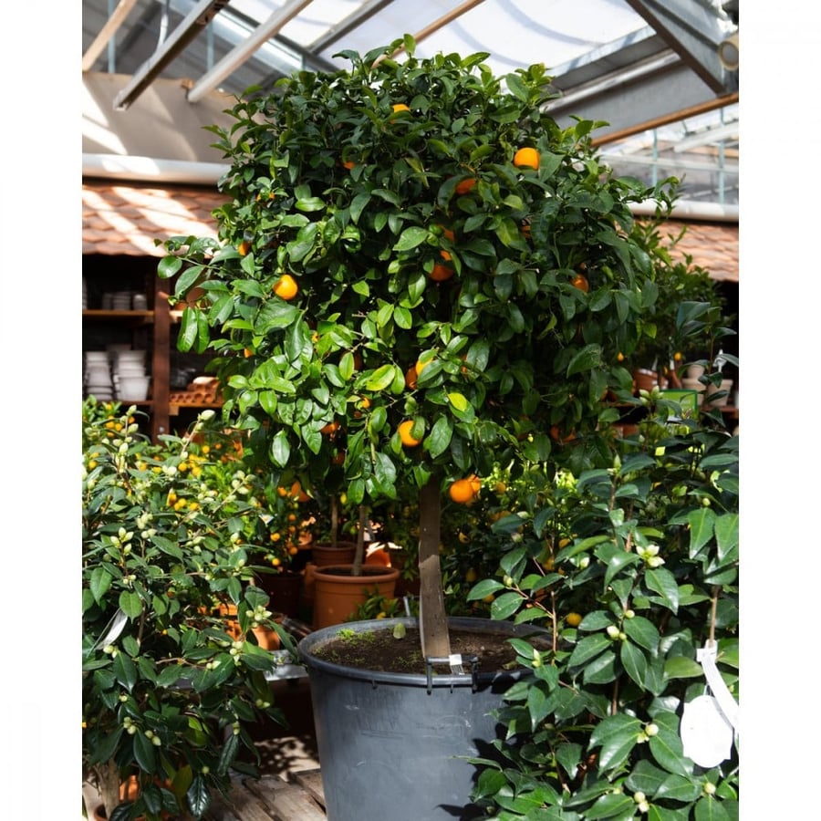 A sentence 300 seeds of the Fuca Mariana tree original citrus fruits