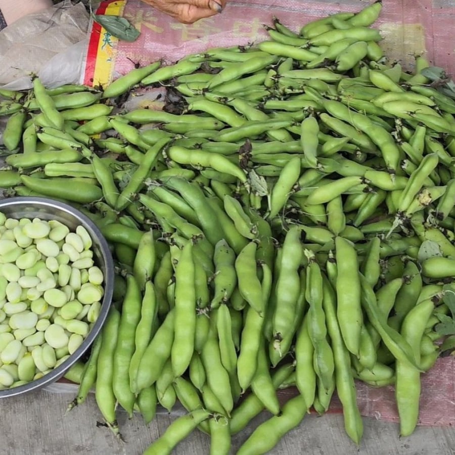 بذور الفول  Vicia faba