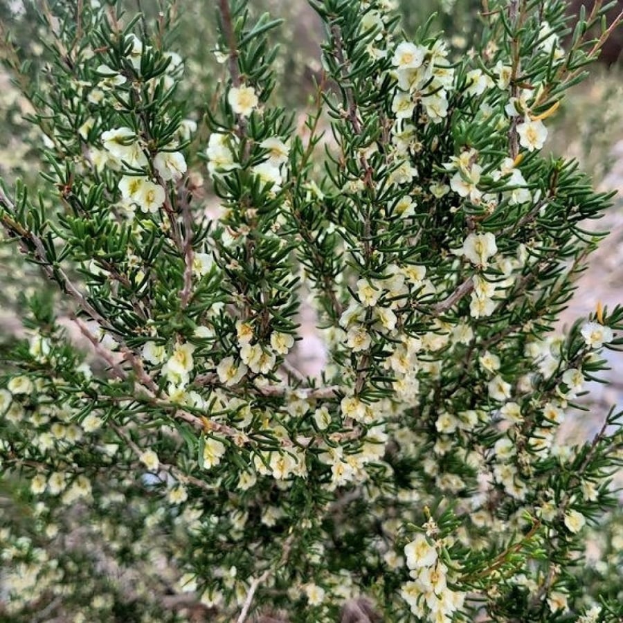 بذور نبات النفل الأحمر Trifolium Incarnatum